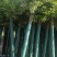 香樟树