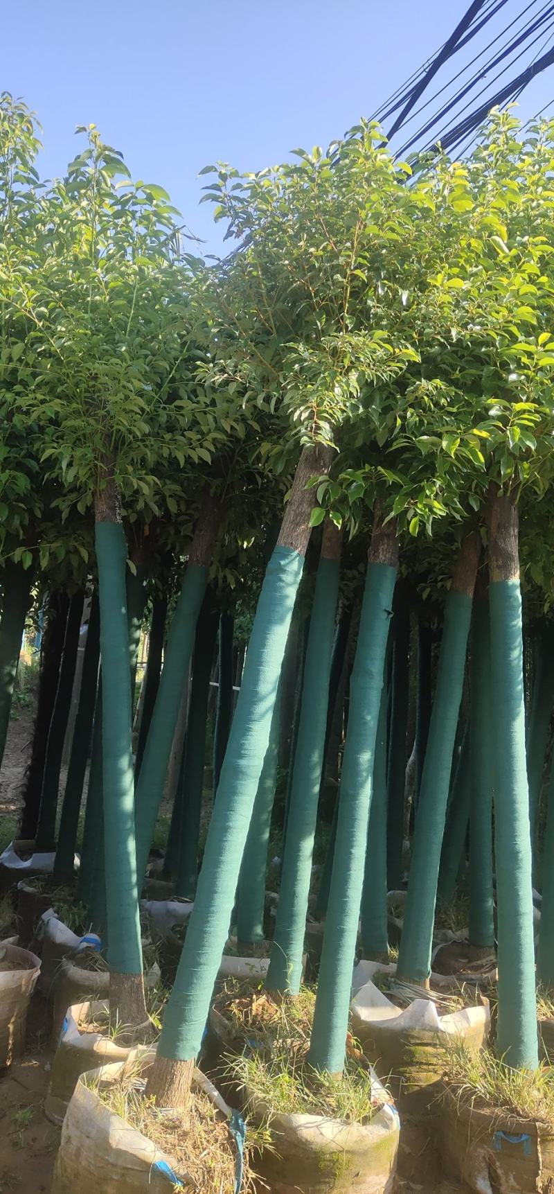 香樟树