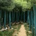 香樟树