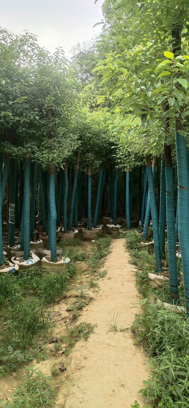 香樟树