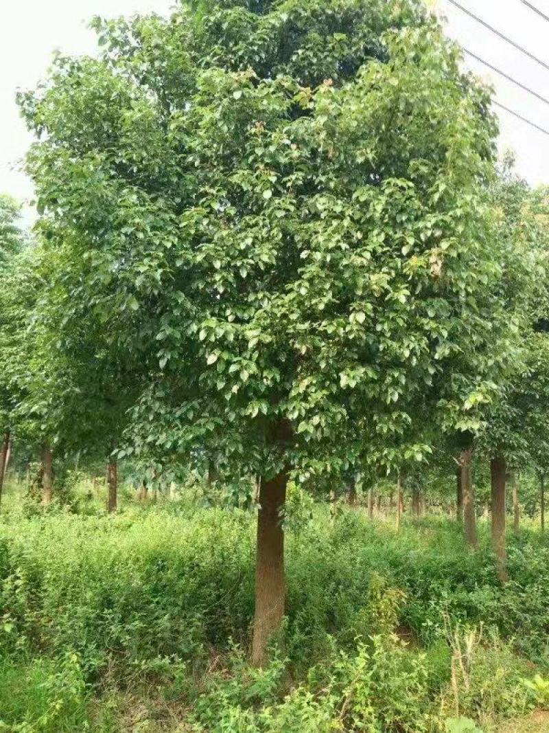 香樟树