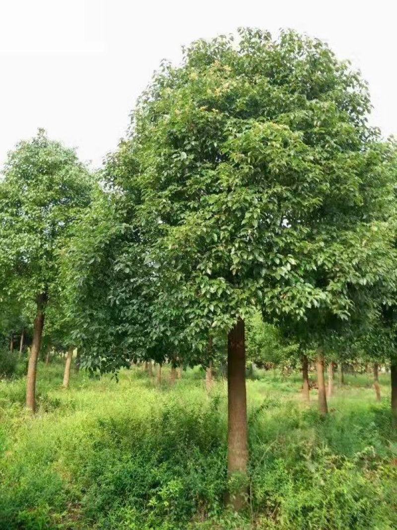 香樟树
