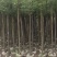 香樟树