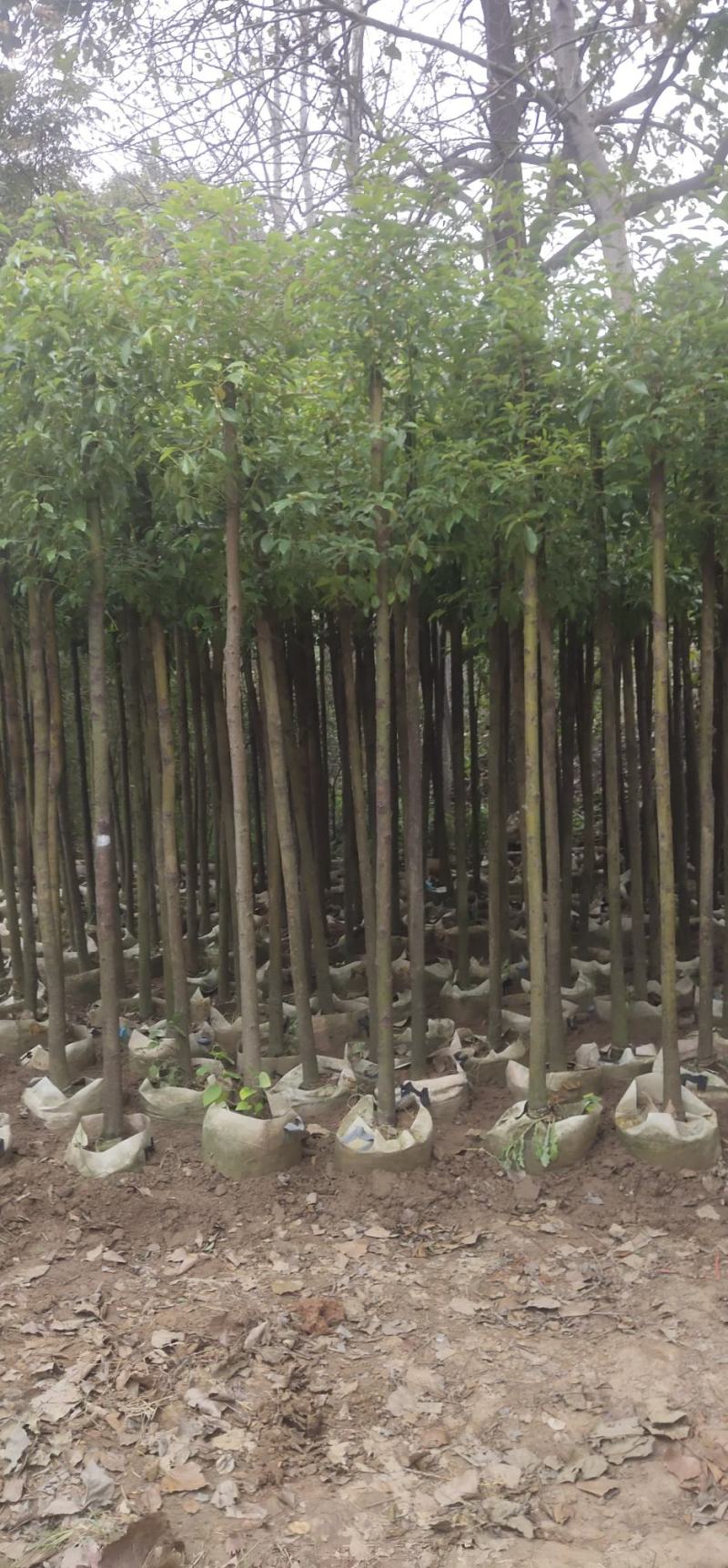 香樟树