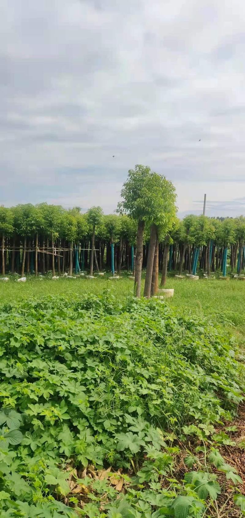香樟树