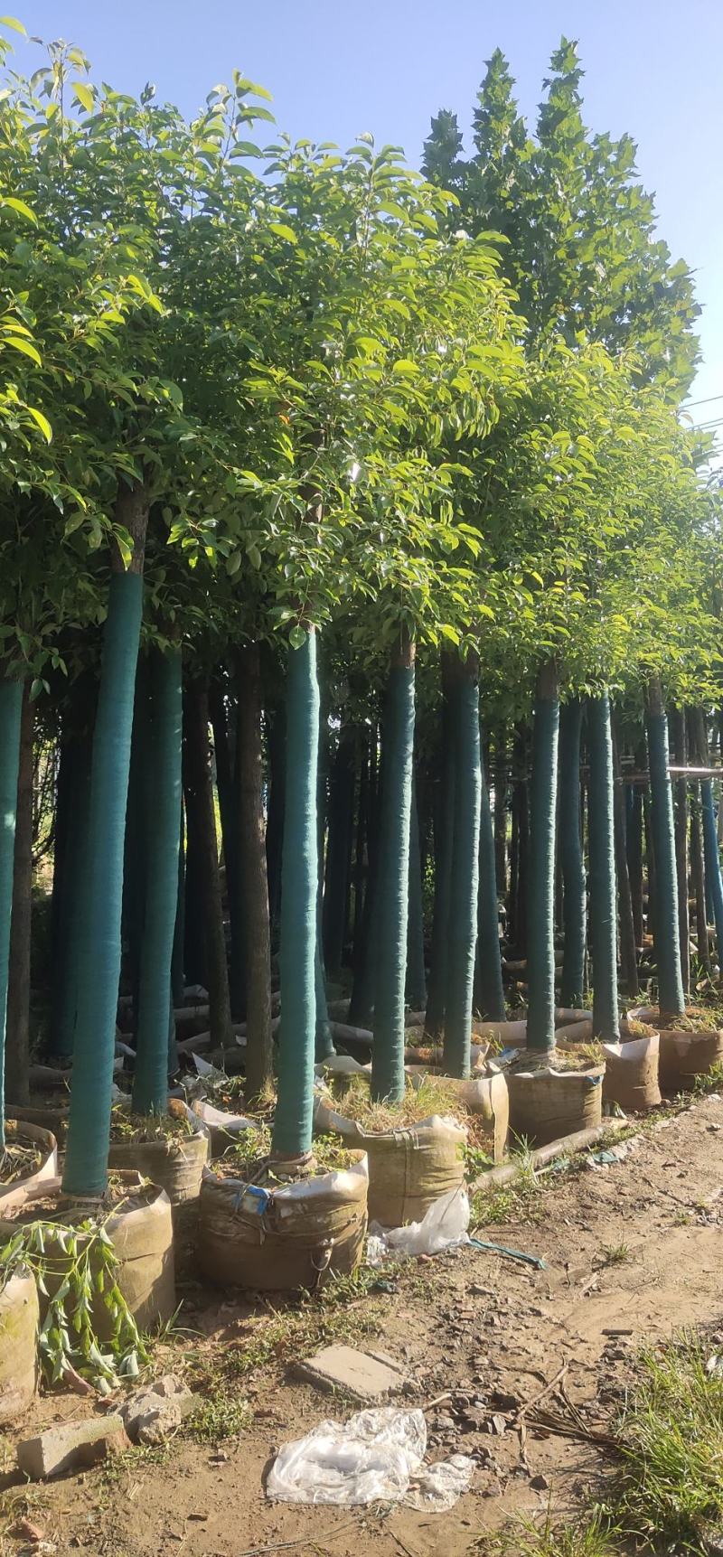 香樟树
