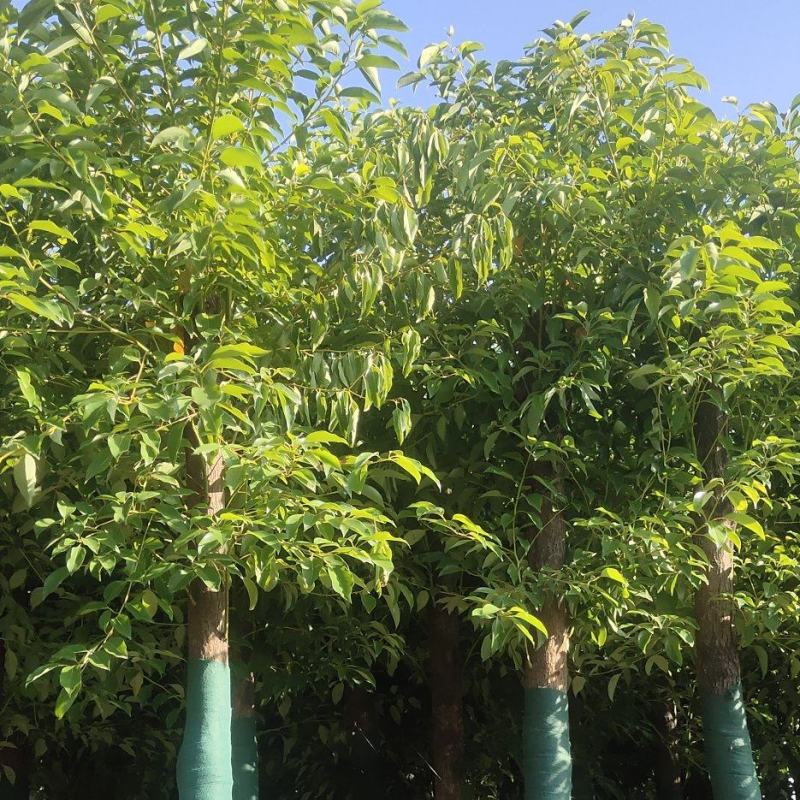 香樟树