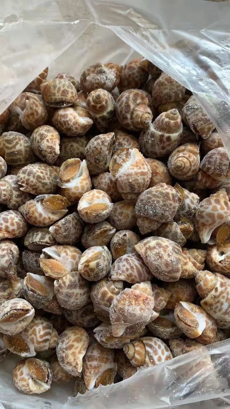 花螺，东风螺，鲜活速冻花螺无沙精品花螺，量大从优