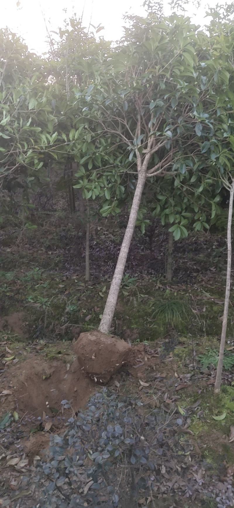 桂花树