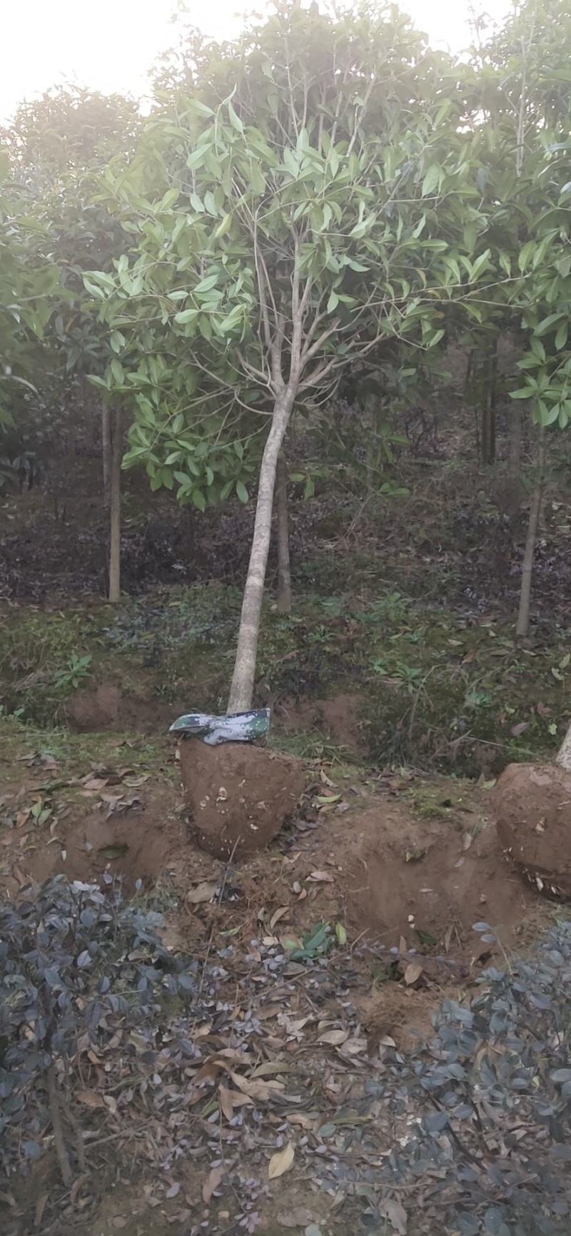 桂花树