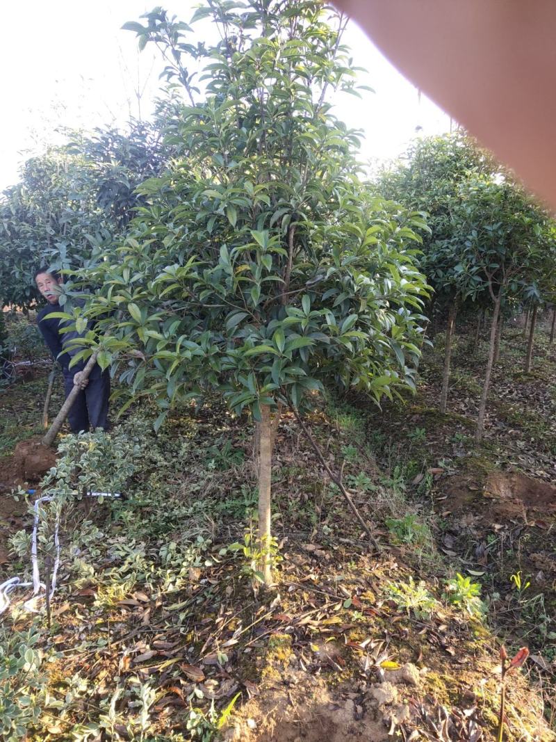 桂花树