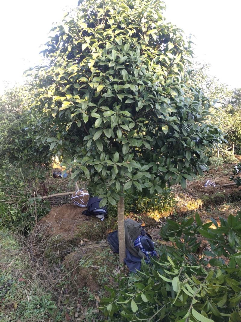 桂花树