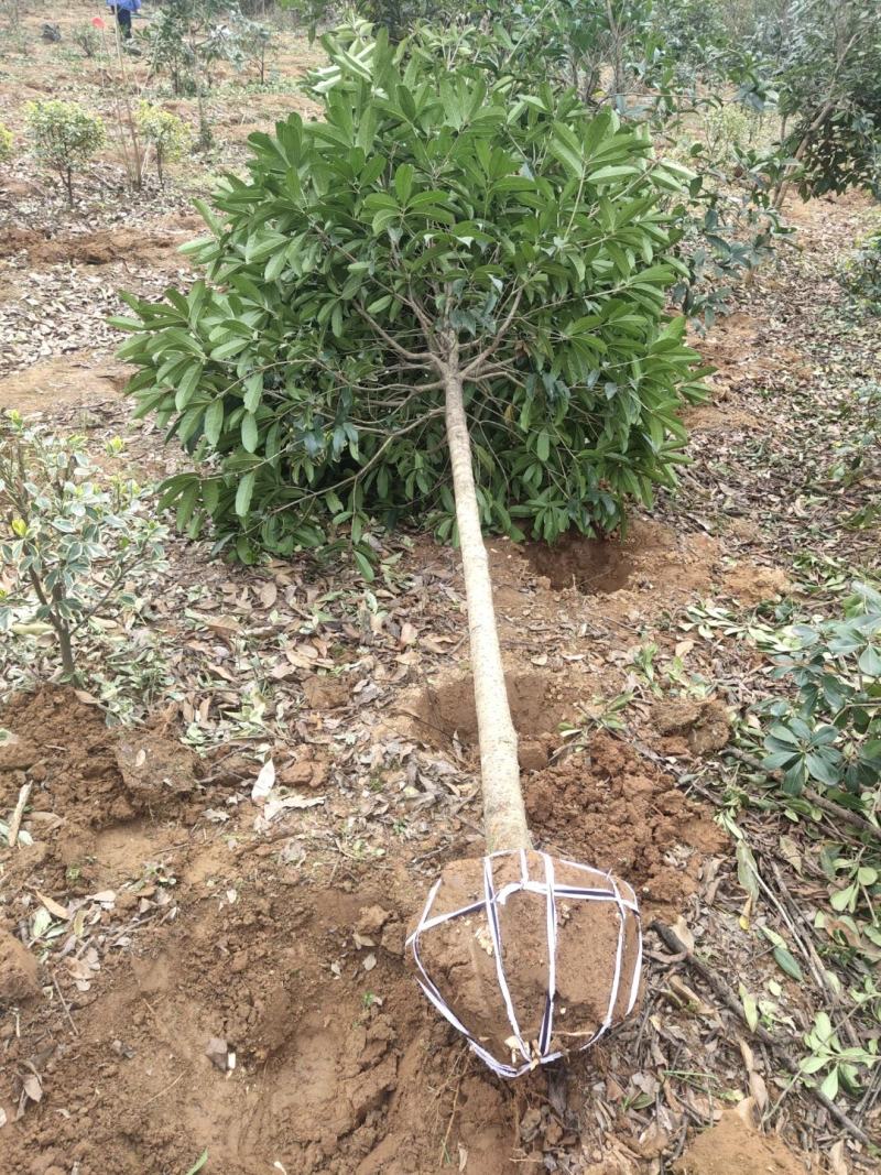 桂花树