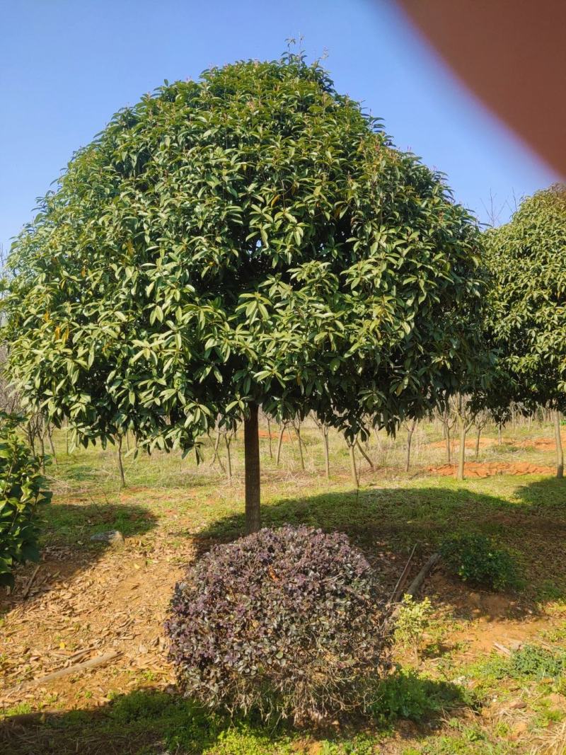桂花树