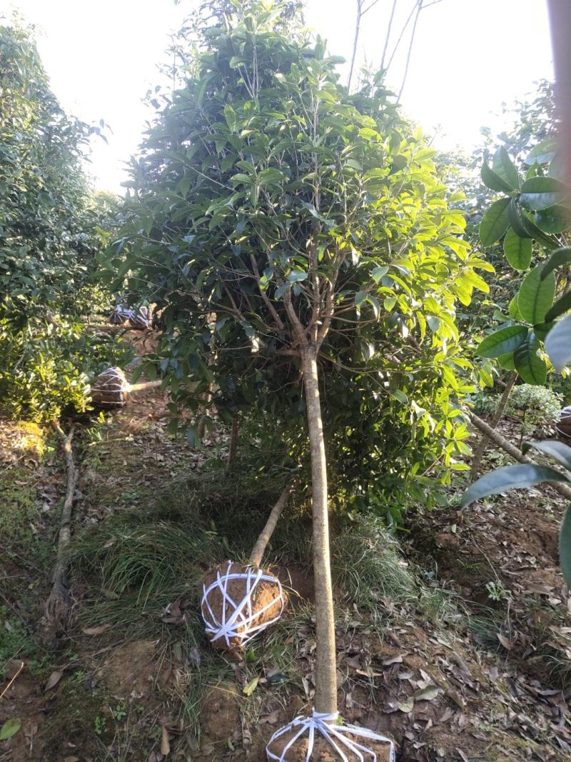 桂花树