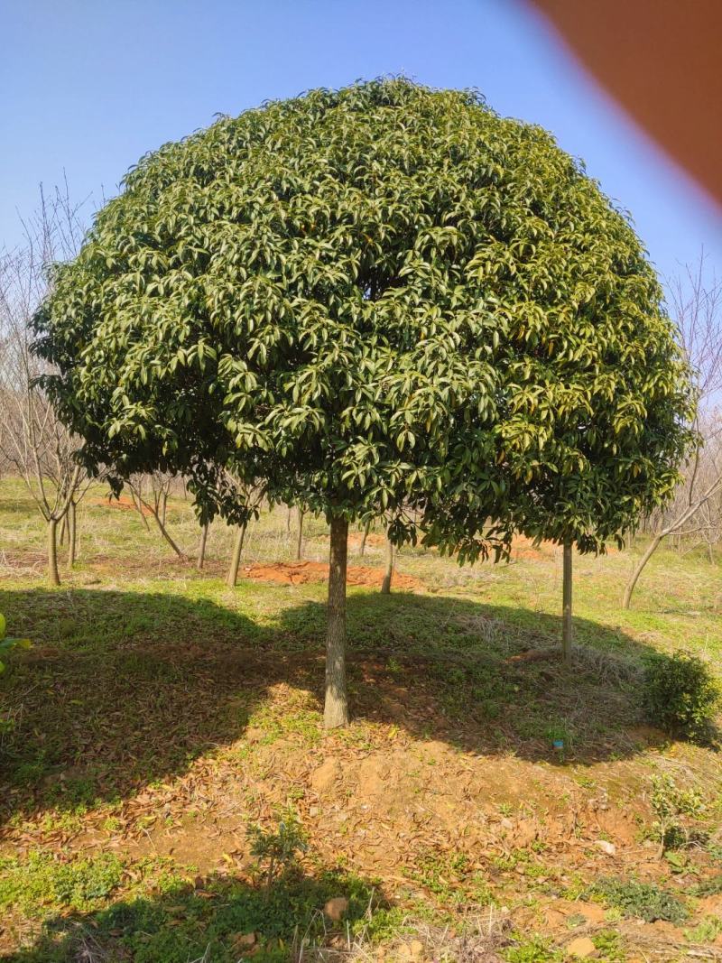 桂花树