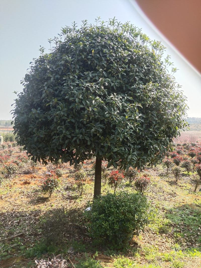桂花树