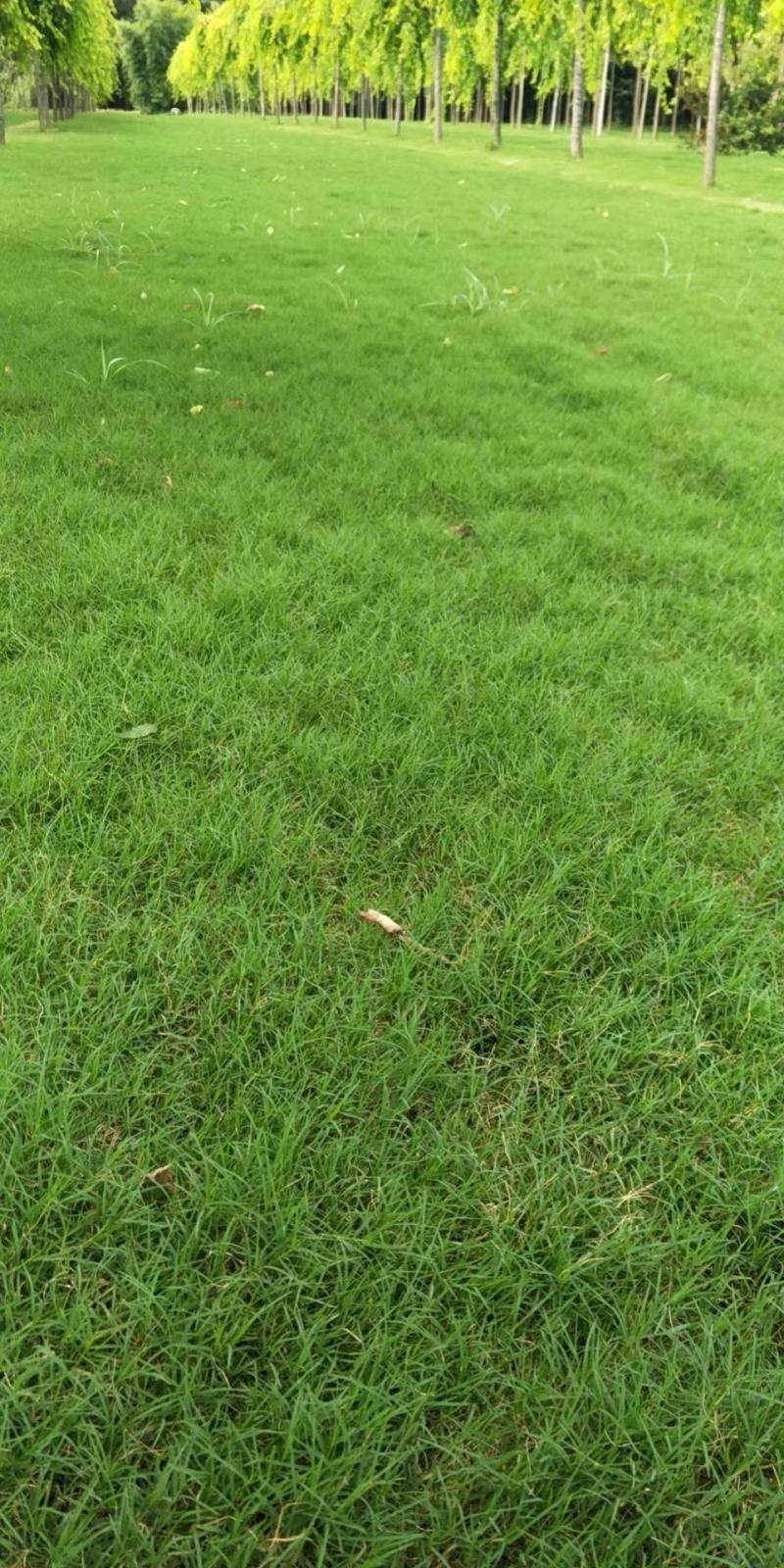 草皮