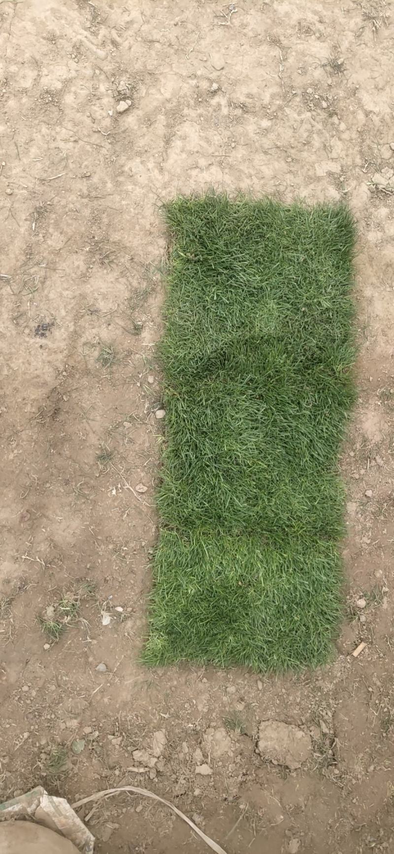 草皮
