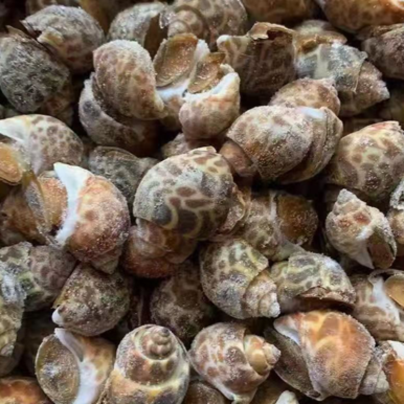 花螺，东风螺，鲜活速冻花螺无沙精品花螺，量大从优