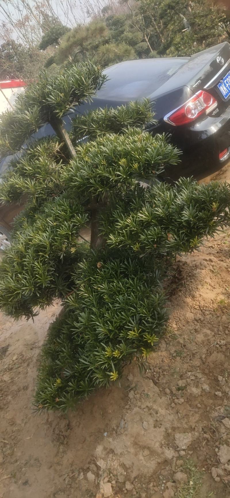 女贞造型