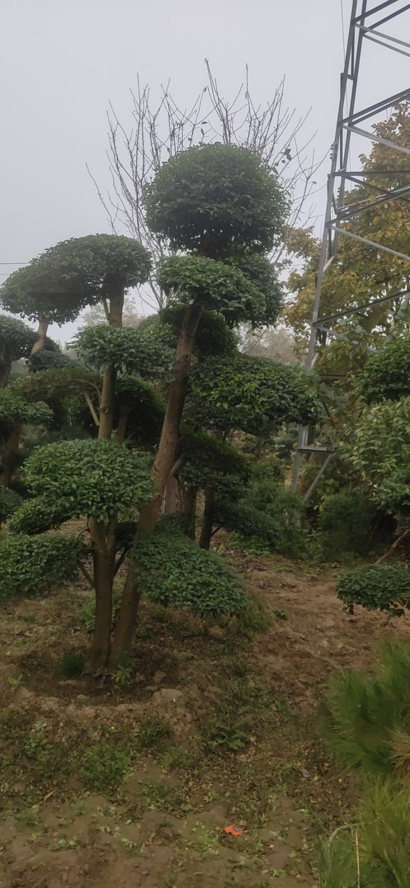 女贞造型