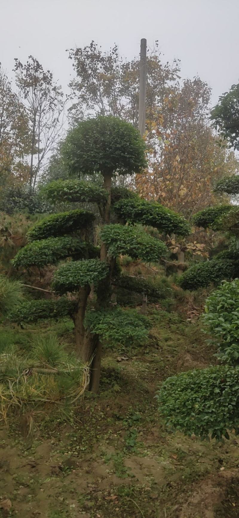 女贞造型