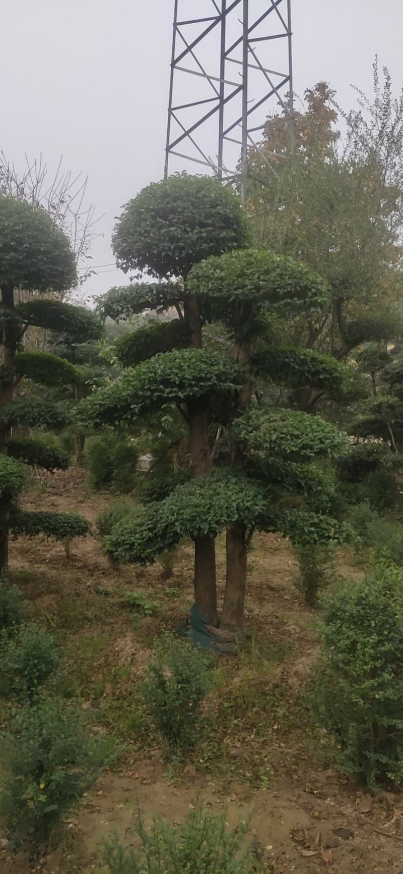 女贞造型