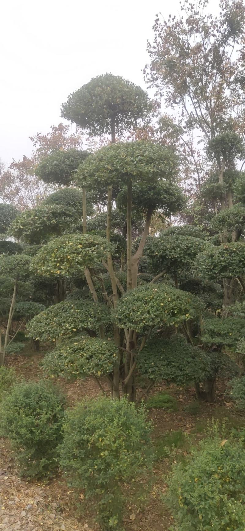 女贞造型