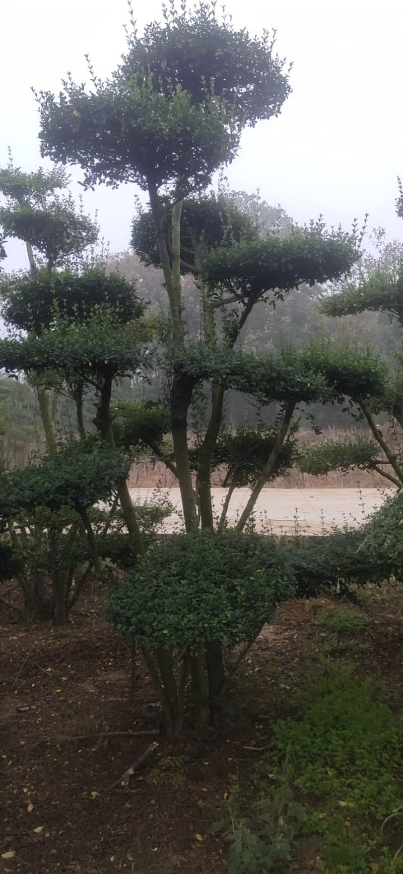 女贞造型