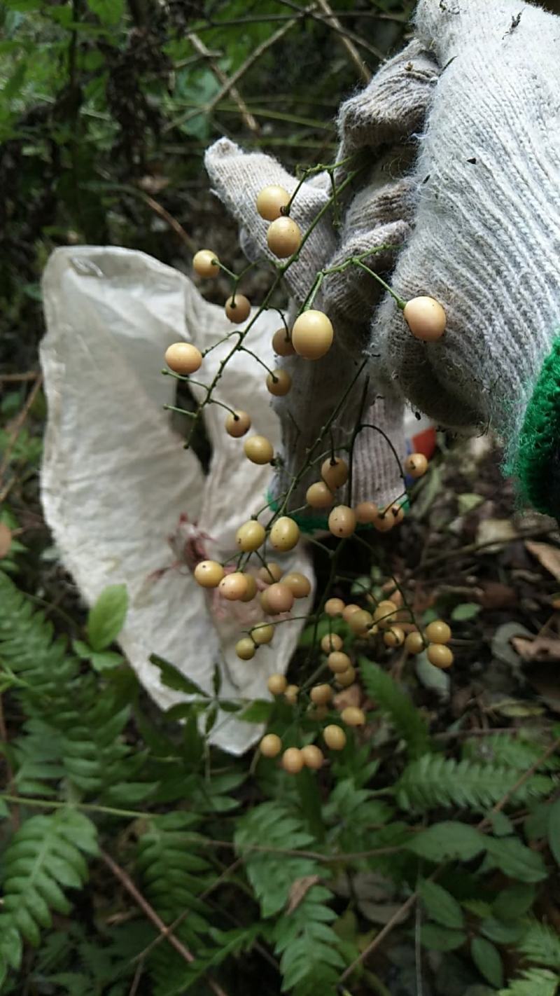 地苦胆，仅限11斤，需要老板请联系。四川产地