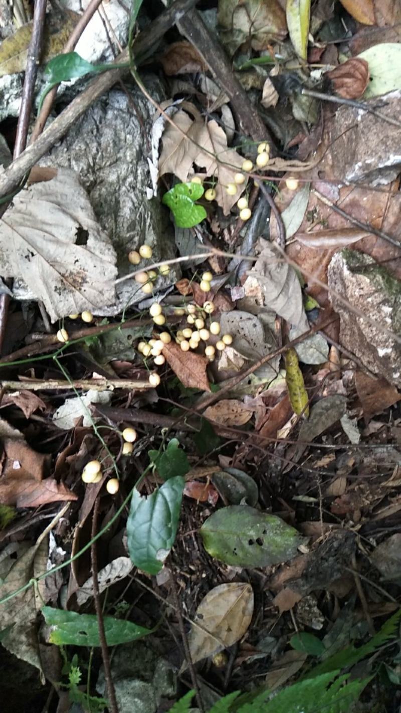 地苦胆，仅限11斤，需要老板请联系。四川产地