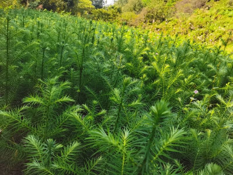 杉树苗，麻栗苗大量供应。