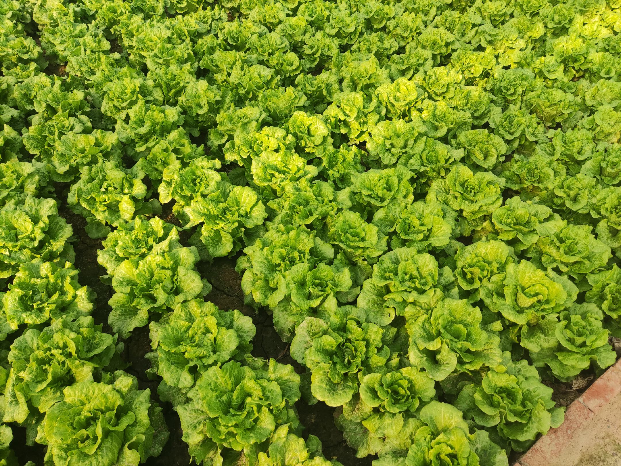 生菜常见优良品种对比图