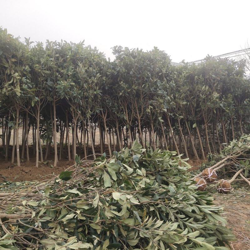 枇粑树