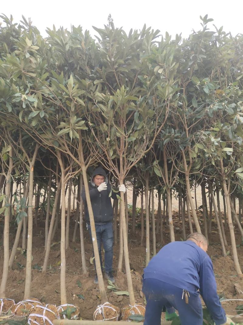 枇粑树