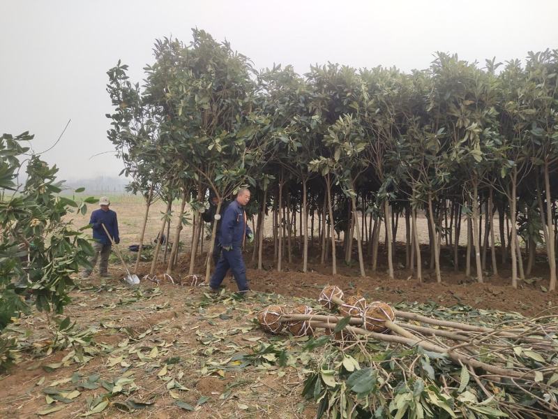 枇粑树