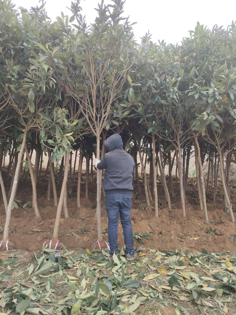 枇粑树
