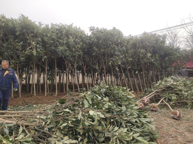 枇粑树