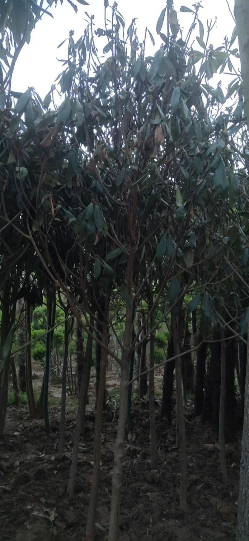 枇粑树