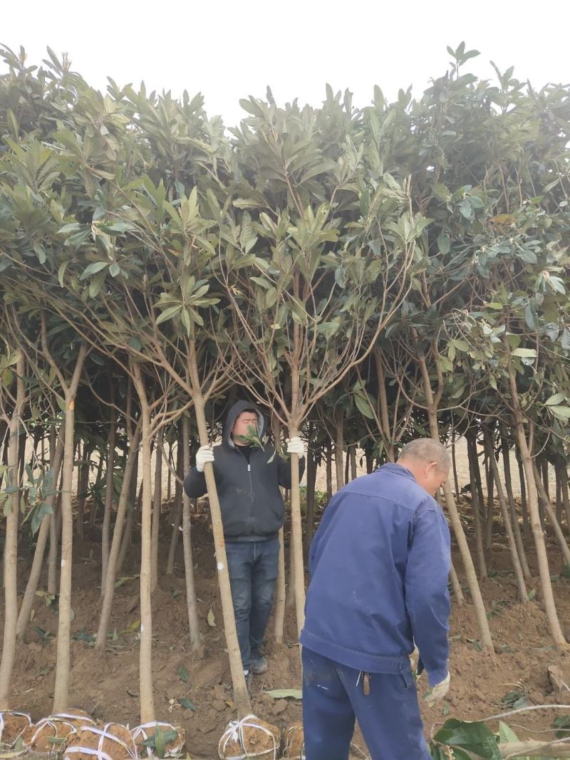 枇粑树