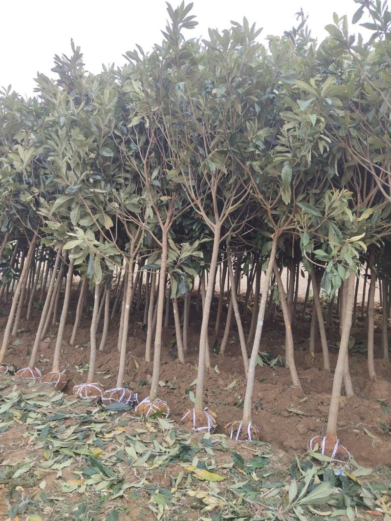 枇粑树