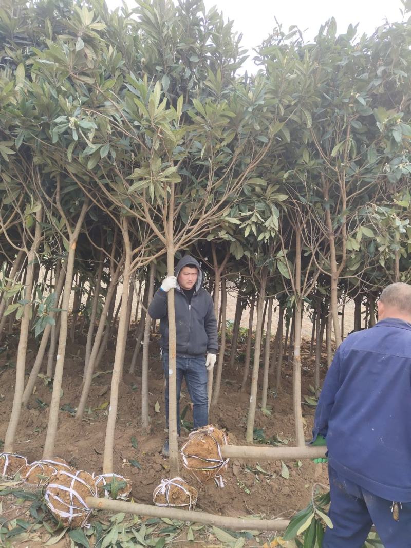 枇粑树