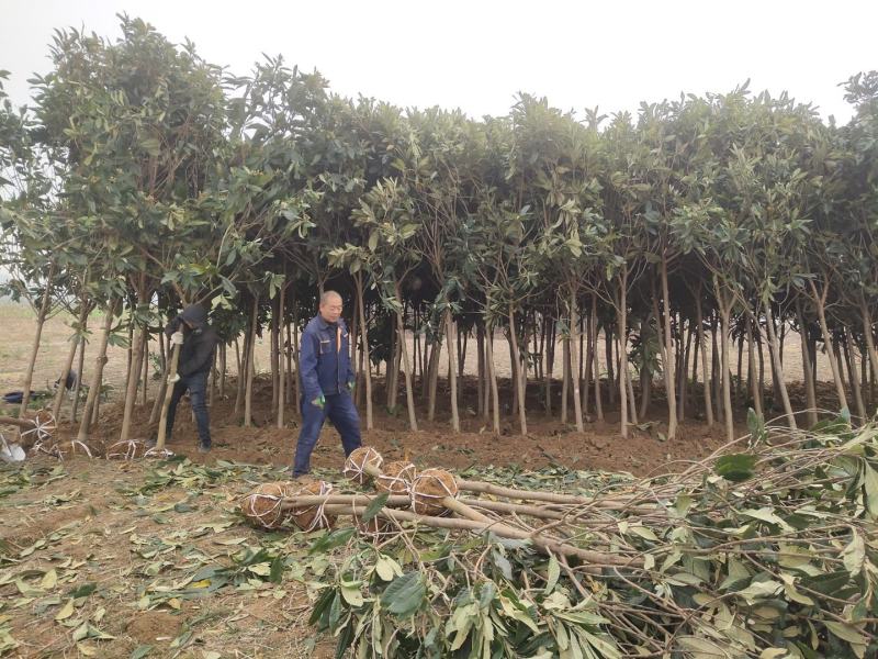 枇粑树