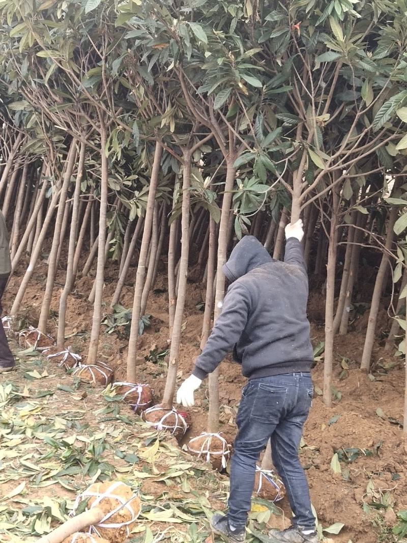枇粑树