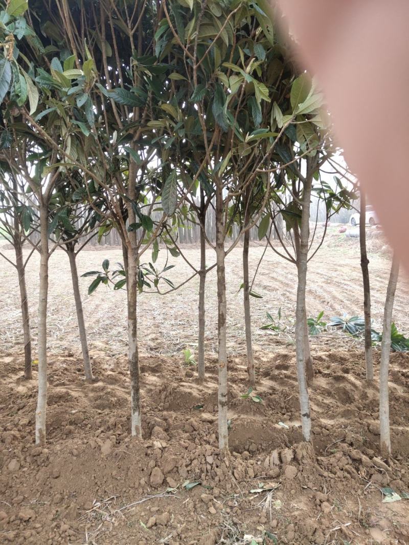 枇粑树