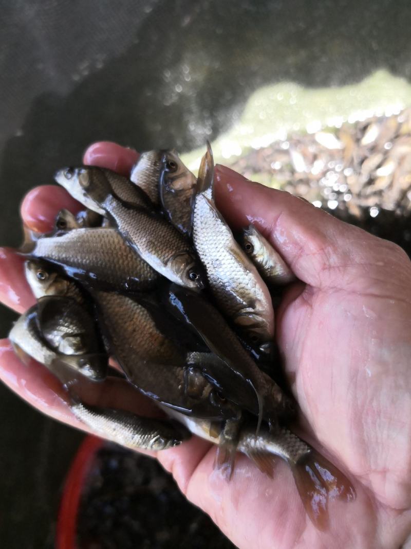 鲫鱼苗、中科三号鲫鱼苗、杂交快大鲫鱼苗、场地直销
