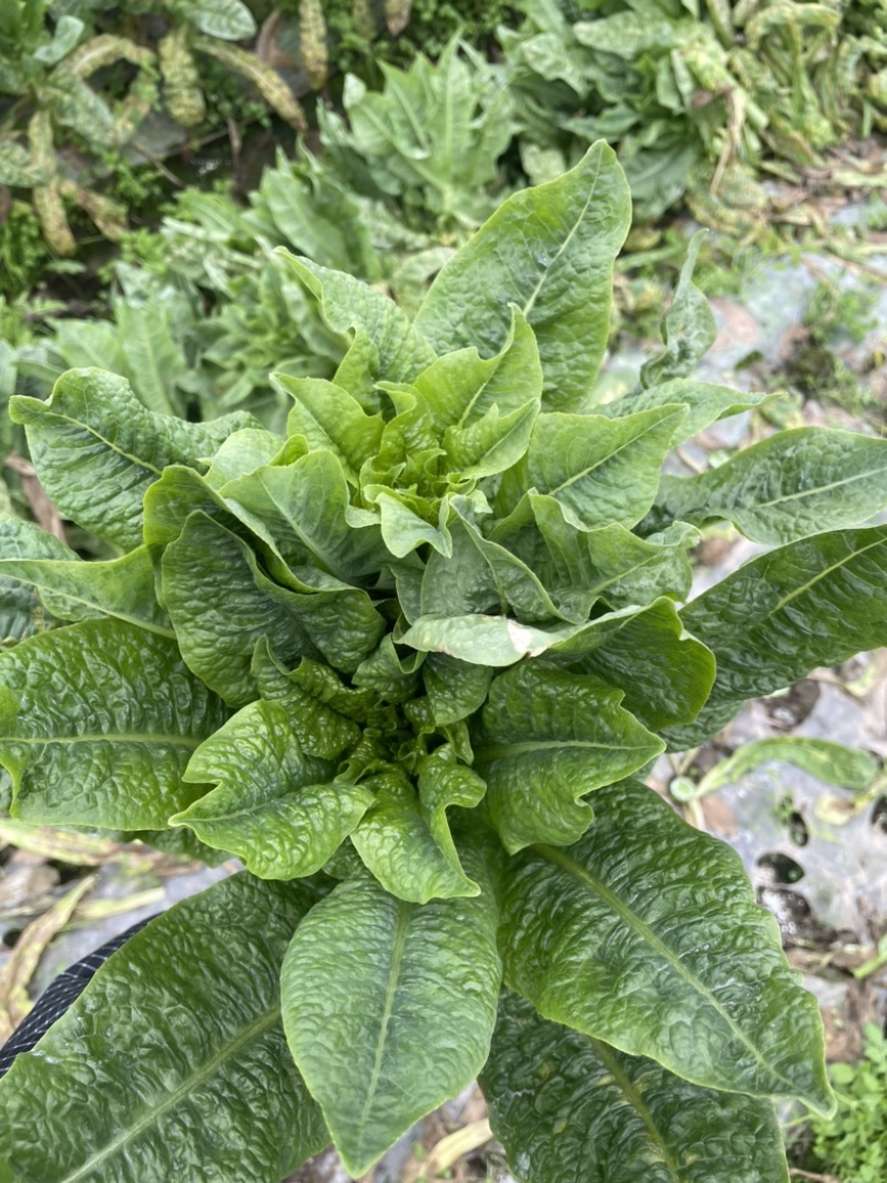 莴苣