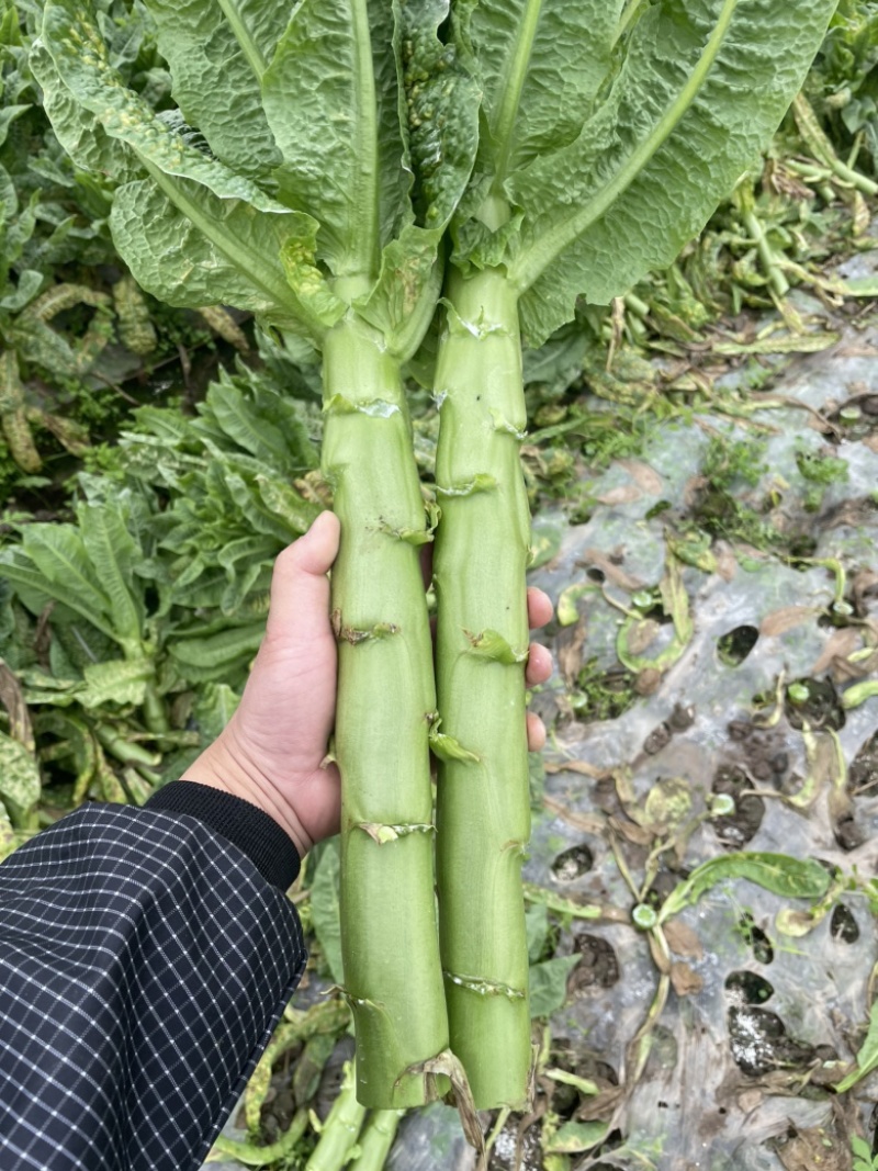 莴苣