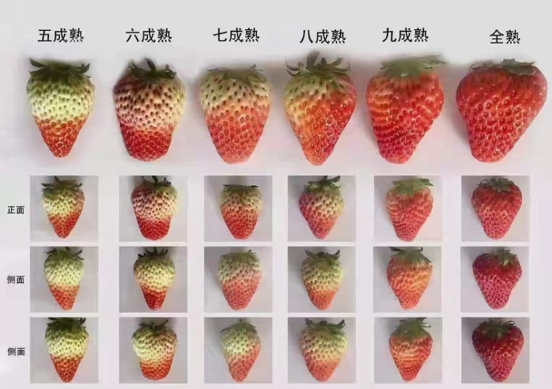 安徽合肥长丰红颜草莓。承接电商，商超市场批发